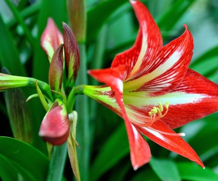 朱顶红开完花如何处理？朱顶红花后如何修剪？