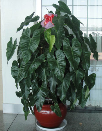 盆栽植物绿宝石怎么养？绿宝石的养殖方法和注意事项