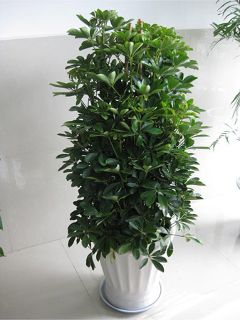 盆栽植物八宝树(鹅掌柴)的养护管理方法