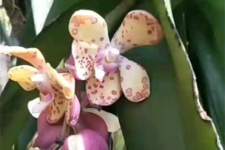万代兰怎么养，怎么繁殖