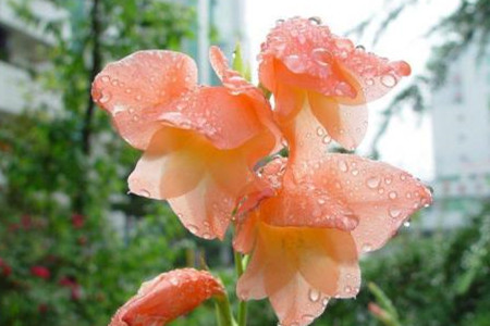 唐菖蒲浇水的时间/方法/水量/频率