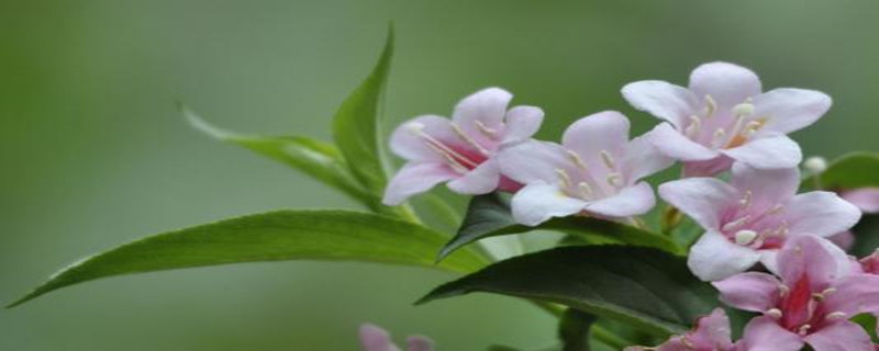 锦带花浇水的时间/方法/水量/频率