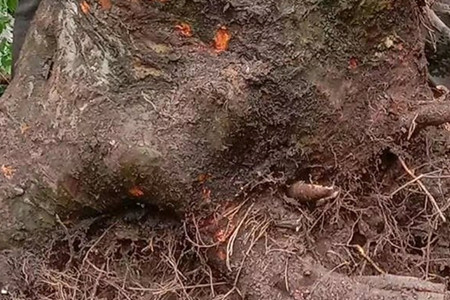 花皮榆树下山桩怎么养活