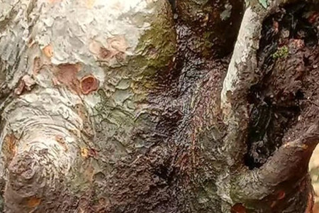 花皮榆树下山桩怎么养活