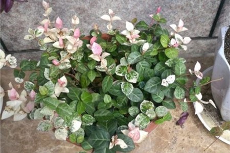 花叶络石的养殖方法和注意事项