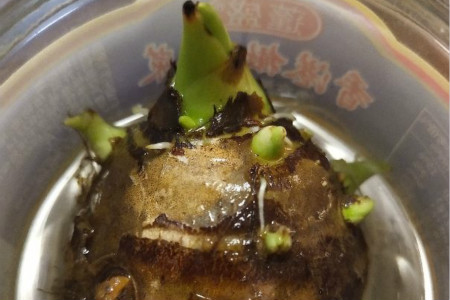 芋头什么时候种植，怎么种植