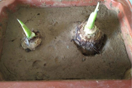 芋头什么时候种植，怎么种植