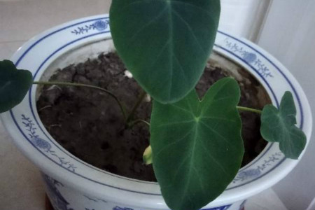 芋头什么时候种植，怎么种植