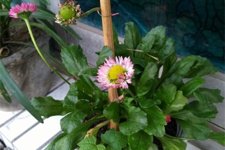 盆栽小雏菊怎么养，怎么修剪