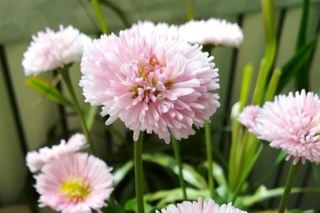 盆栽小雏菊怎么养，怎么修剪