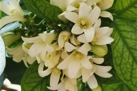 九里香施肥方法，用什么肥好
