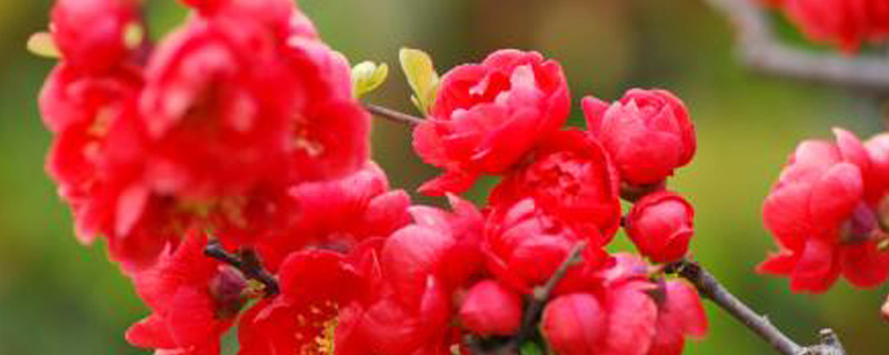 竹节海棠换盆后蔫了怎么办