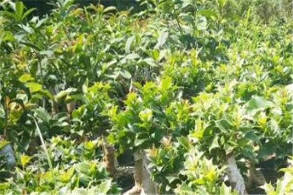 桂花水培方法 想要注意什么
