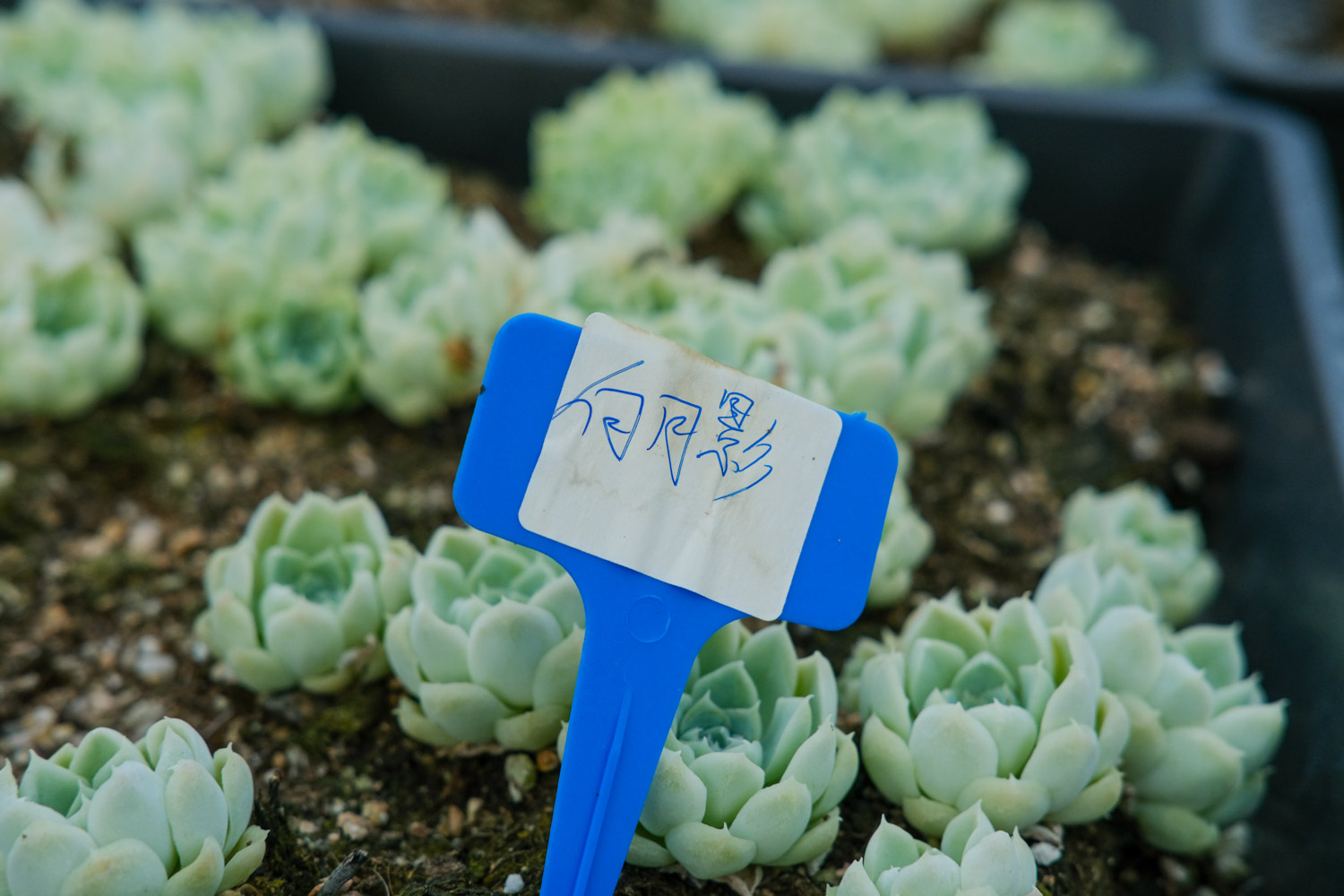 白月影多肉的养殖方法和注意事项，好养吗