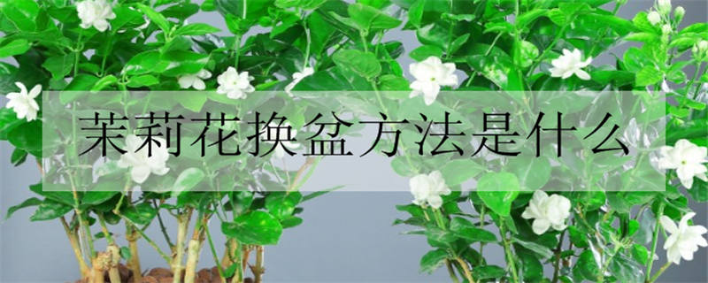 茉莉花换盆方法是什么