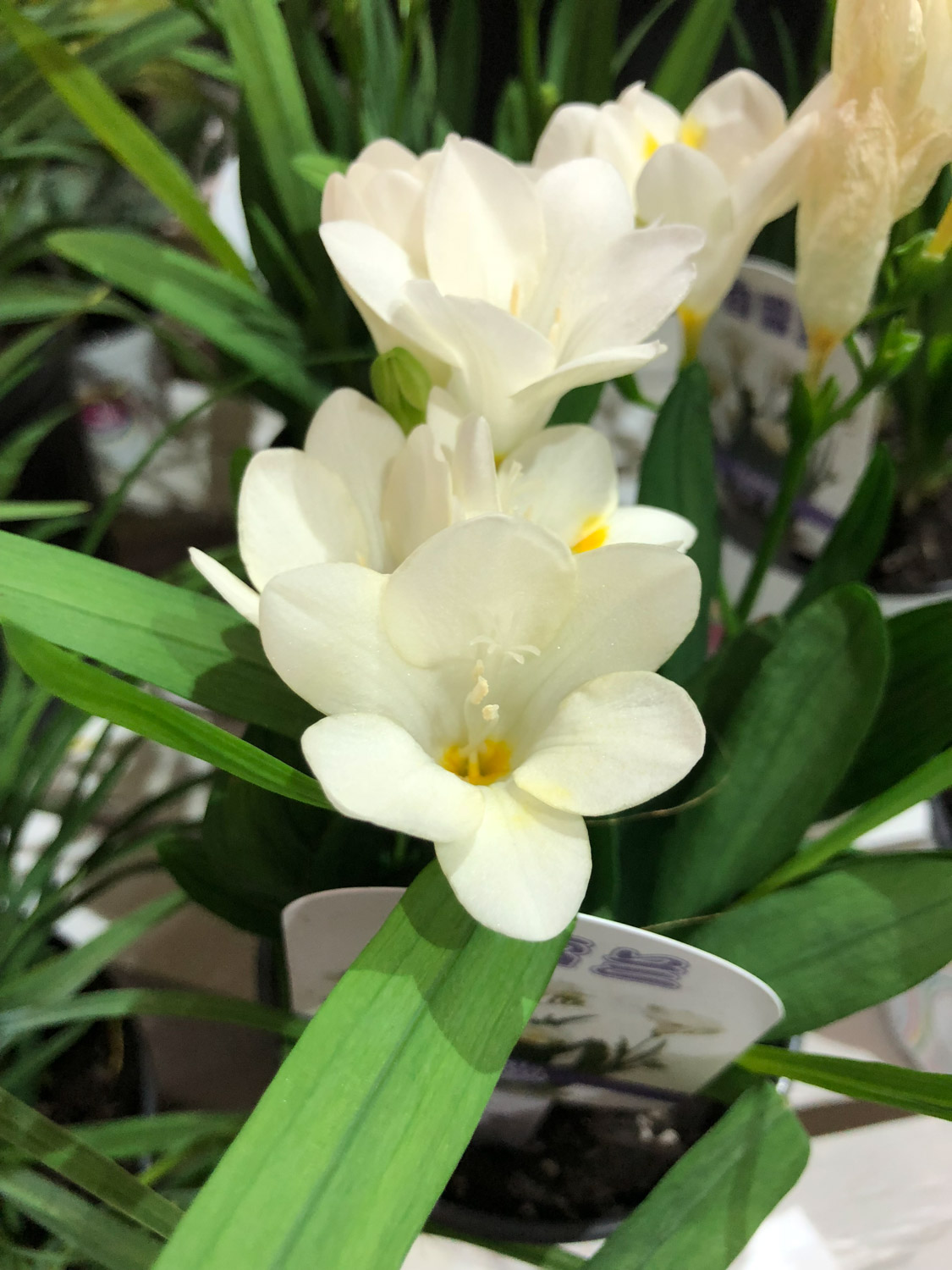 香雪兰花的寓意和象征，怎么养护