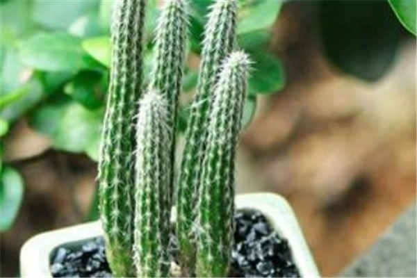 银钮仙人柱怎么养 需要注意什么
