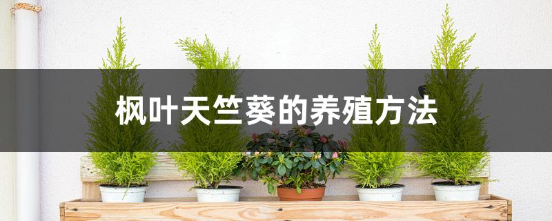 枫叶天竺葵的养殖方法，耐寒吗