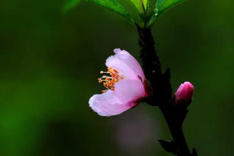 桃花的枝叶怎么修剪？
