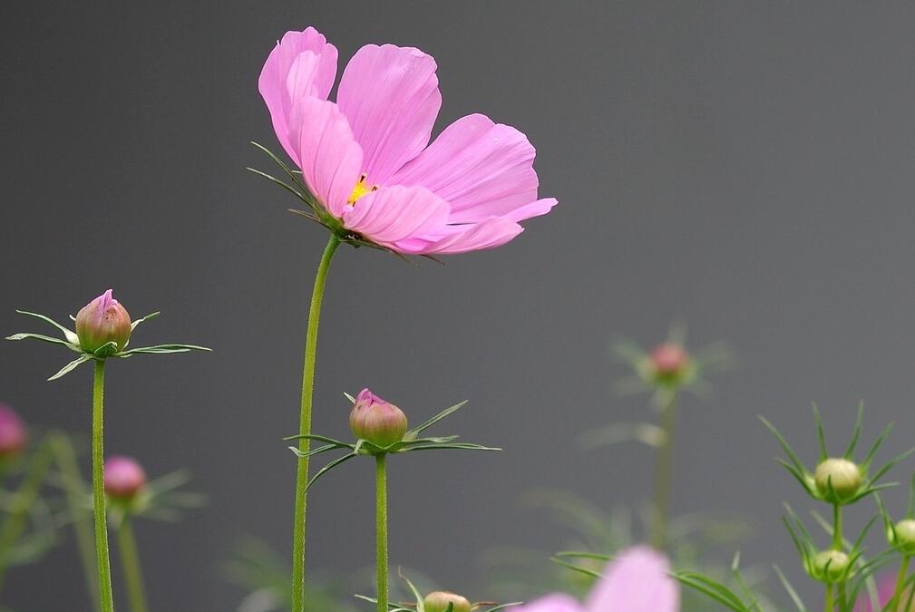 波斯菊怎么种？波斯菊的栽种方法