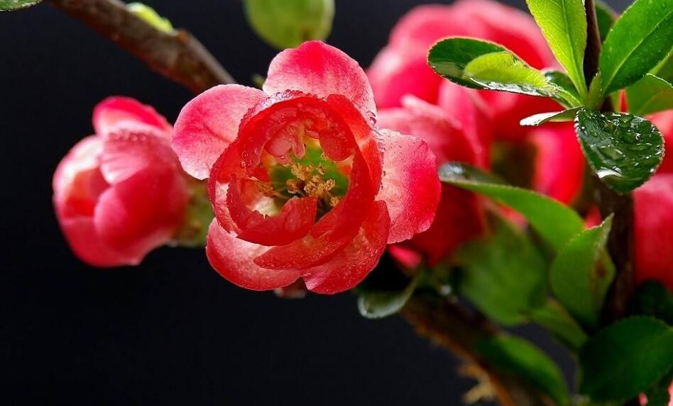 海棠花怎么养殖？