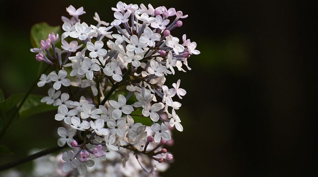 丁香花怎么养？