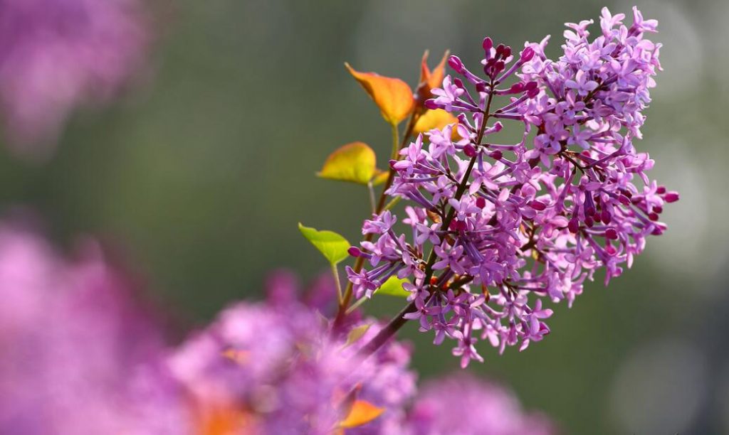 丁香花怎么养？