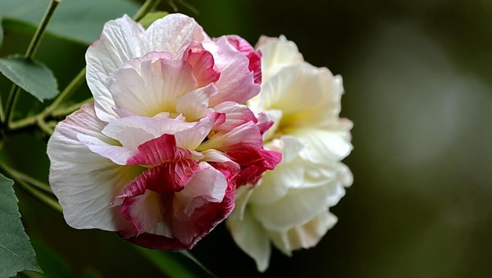 芙蓉花怎么种植？