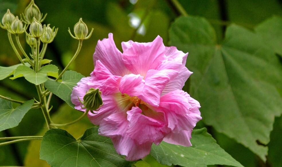 芙蓉花怎么种植？