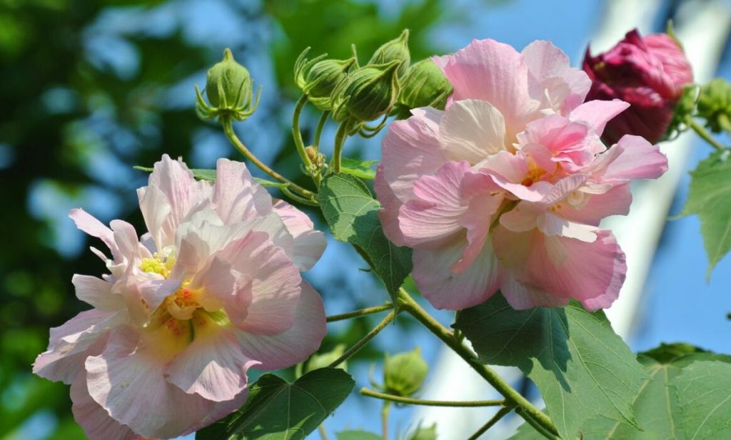 芙蓉花怎么种植？