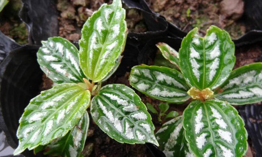 冷水花如何养护？冷水花的养护方法