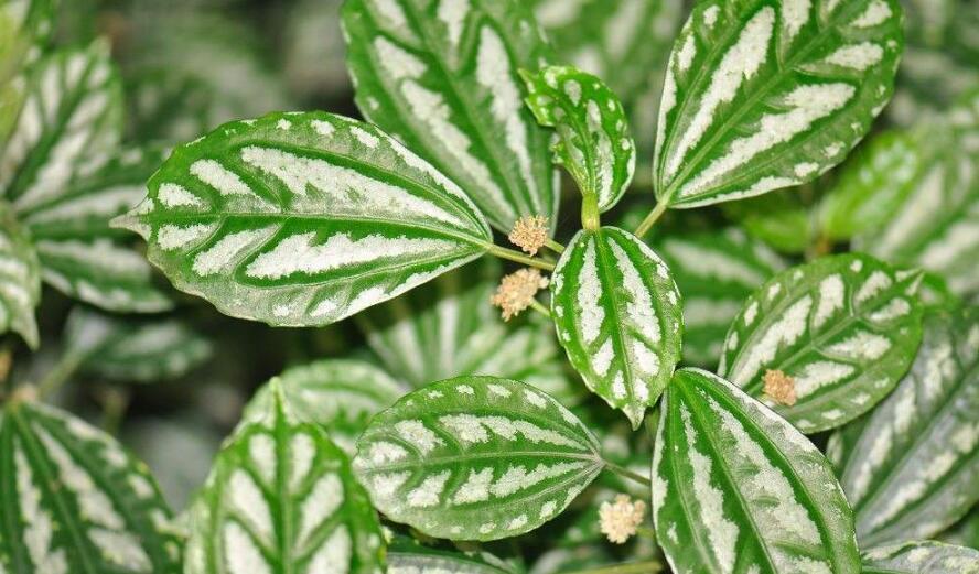 冷水花如何养护？冷水花的养护方法
