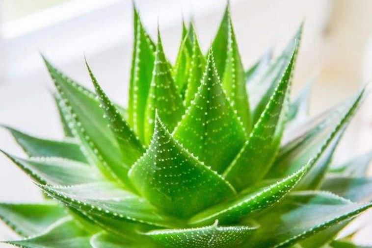 芦荟怎么养殖？