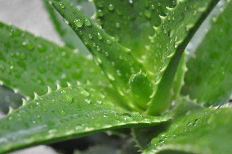 芦荟怎么养殖？