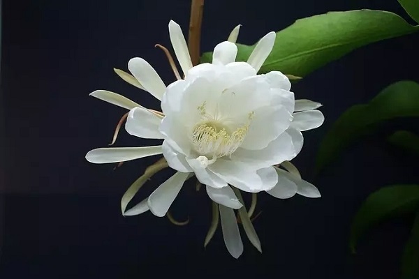 昙花怎么养才能开花 需要注意哪些问题