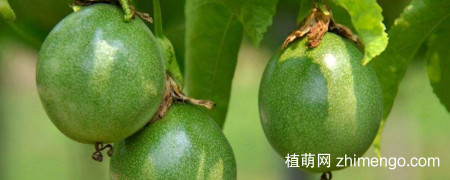 百香果好种吗？百香果种植方法