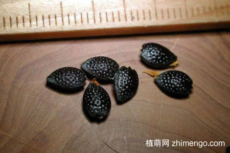 百香果好种吗？百香果种植方法