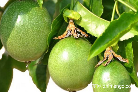 百香果好种吗？百香果种植方法