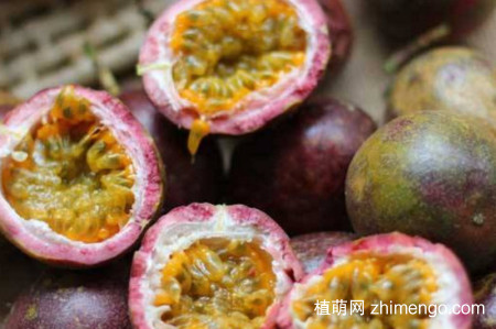 百香果好种吗？百香果种植方法