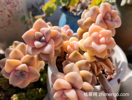 美杏锦怎么养出老桩，如何将美杏锦养出好的状态
