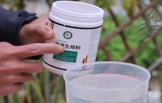 文竹换盆后需要浇透水吗