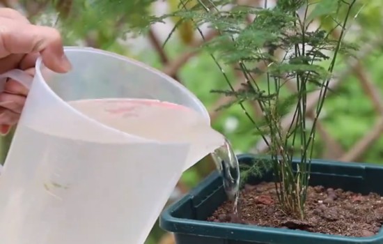 文竹换盆后需要浇透水吗