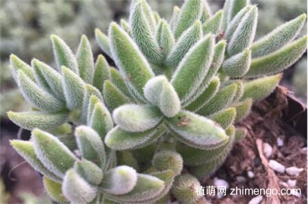 绒针怎么浇水，绒针四季浇水方法