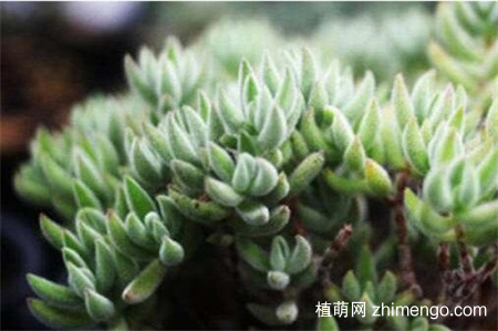 绒针怎么浇水，绒针四季浇水方法
