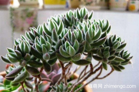 绒针怎么浇水，绒针四季浇水方法