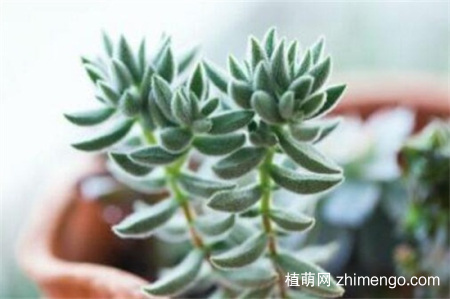 绒针怎么浇水，绒针四季浇水方法
