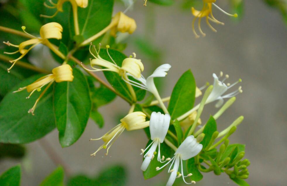 四季金银花的种植方法和步骤