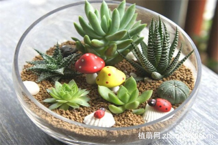 刚种植的多肉需要缴税，种植后需要多久浇水一次