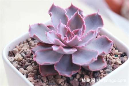 刚种植的多肉需要缴税，种植后需要多久浇水一次