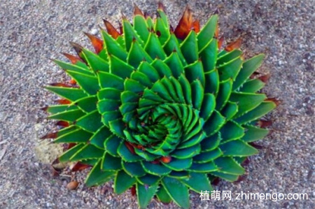 刚种植的多肉需要缴税，种植后需要多久浇水一次